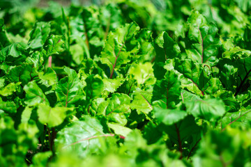 Green juicy leaves of red beetroot are a storehouse of useful nutrients for human health.