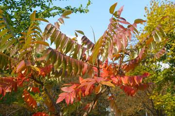 staghorn sumac with autumnal foliage against blue sky in October