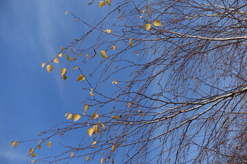 Azure blue sky and branches of birch with last yellow leaves in October
