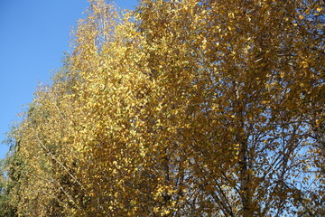 Crown of birch with autumnal foliage against blue sky in October