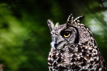 great horned owl portrait
