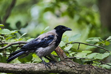Obraz premium blackbird on a tree branch