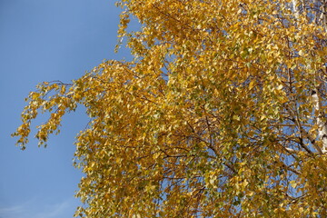 Fair blue sky and autumnal foliage of birch in mid October