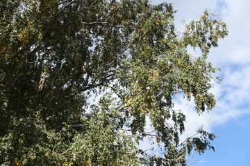 Green and yellow autumnal foliage of birch against the sky in September