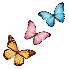 Obraz premium Flowers as a gift on transparent background