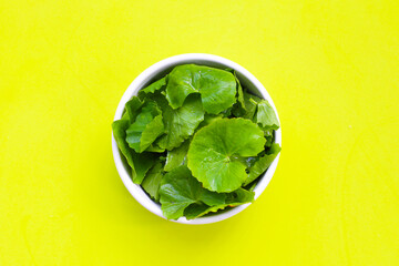 Gotu kola, fresh green leaves