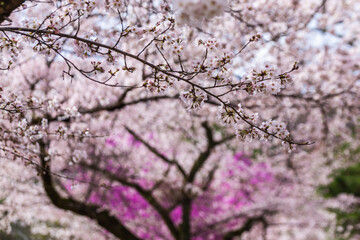Close-up of delicate cherry blossoms in full bloom.  Pink and white petals create a stunning floral display. Perfect for spring themes and nature backgrounds.