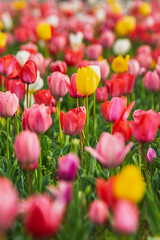 Vibrant field of colorful tulips in full bloom.  A stunning display of red, pink, yellow, and white tulips create a breathtaking scene. Perfect for spring themes and floral designs.