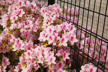 Pink azaleas bloom beautifully along a fence in Tokyo. Japan
