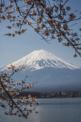Majestic Mount Fuji in Japan, partially obscured by delicate cherry blossoms, stands tall against a...
