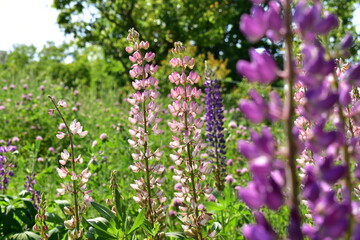 ルピナスの花畑