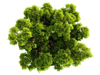 Fototapeta premium A top-down view of a green tree with trunk and branches, suitable for use in environmental or botanical contexts