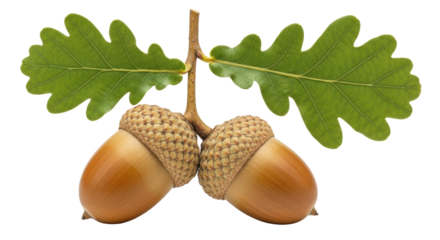 Isolated Acorns with Leaves