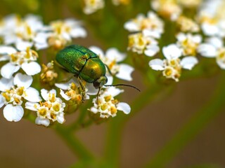Close-up of a shiny green beetle on white wildflowers, likely yarrow (Achillea millefolium). Detailed macro of a metallic insect in its natural habitat. Summer meadow wildlife