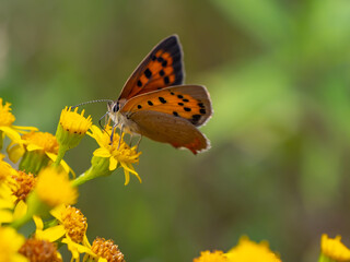 Macro photo of a Small Copper butterfly (Lycaena phlaeas) feeding on yellow wildflowers in a natural meadow. Vibrant detail of an insect-pollinator interaction in summer