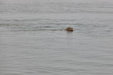  Seal swimming in the ocean. Vatnsnes Peninsula. Animal themes. Iceland