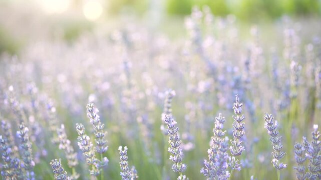 lavender in the field
