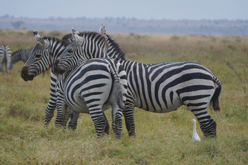 zebras in the savannah