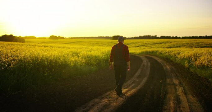 Beautiful Rape Plantation In Farmland, Farmer Walking Alone On Path In Sunset Or Sunrise, Back View
