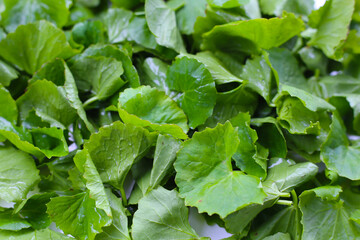 Fresh gotu kola leaves, a traditional herb used to reduce inflammation and support circulation.