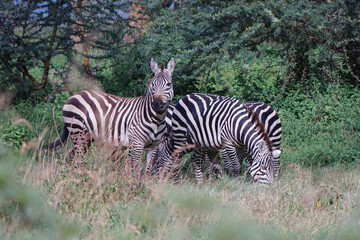 Zebras grazing in the Masai Mara