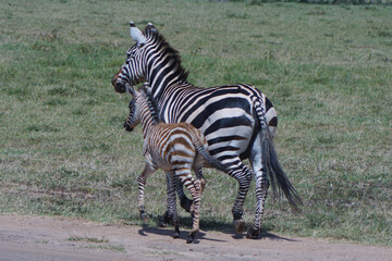 a baby zebra walking along her mom in Masai Mara