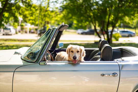 Cute  retriever dog smiling in old cabriolet 