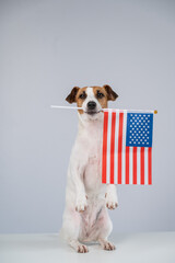 Jack Russell Terrier dog holding US flag on white background. 