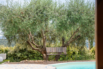 Banc en bois sous olivier au bord de la piscine