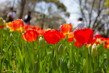Obraz premium Beautiful tulip flower in the park
