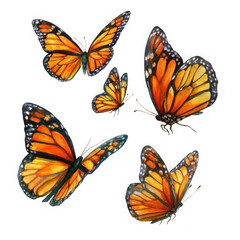 Obraz premium Five beautiful watercolor monarch butterflies in various flying poses isolated on transparent background