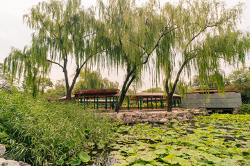 BEIJING, CHINA - may 29 2025 Beijing Zoo, a zoological park in Beijing, China
