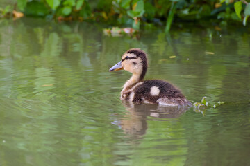 close-up of a mallard duckling (Anas platyrhynchos) floating peacefully on the water’s surface	