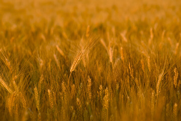 golden wheat field at sunset with one ear in focus