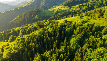 Fototapeta premium Lush Forest Vista: A breathtaking, expansive view of a dense, vibrant forest sprawls across rolling hills, with sunlight illuminating the canopy, evoking tranquility and the beauty of nature.