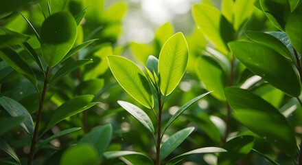 Obraz premium Green Leafy Plants in Bright Natural Light in Garden