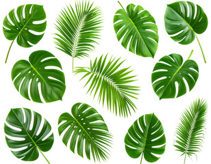 Floating Tropical Leaves – Green Jungle Clipart PNG 
