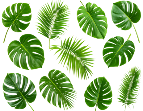Floating Tropical Leaves – Green Jungle Clipart PNG 