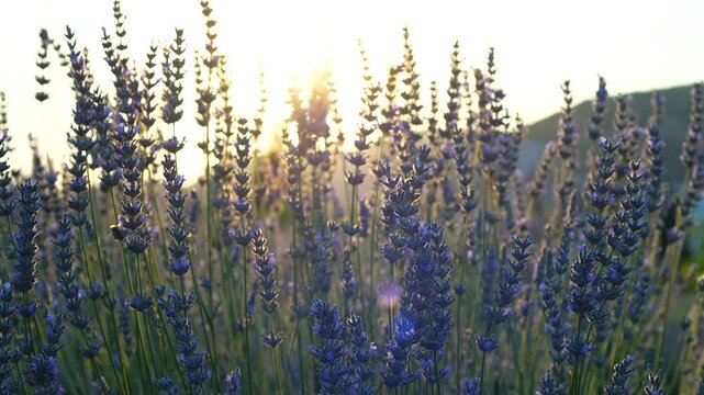 Lavender garden at sunset