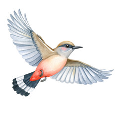 Obraz premium Watercolor Flight: Capture the essence of freedom with a meticulously crafted watercolor illustration of a bird in full flight, showcasing detailed feathers and dynamic movement.