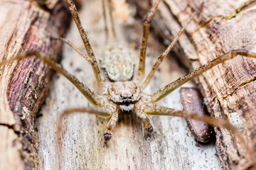 Huntsman spider sitting on a log, displaying camouflage and predatory nature