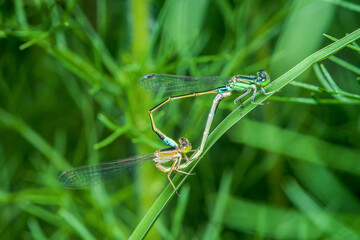 Two dragonflies mating on a blade of grass in nature