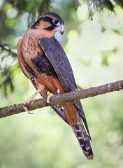 Aplomado Falcon Perched on Green Backdrop