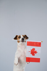 Jack Russell Terrier dog holding a Canadian flag on a white background. 