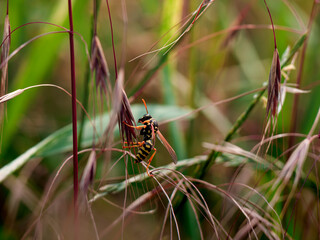 wasp on a leaf