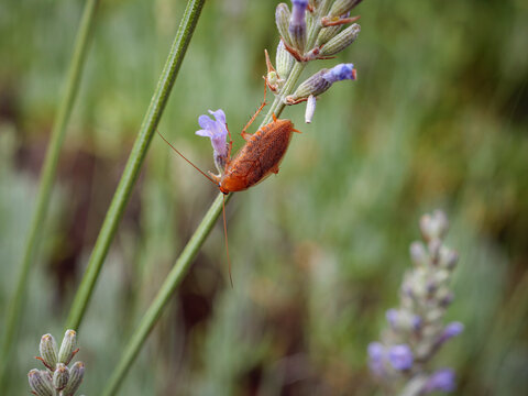 wild flowers in the forest