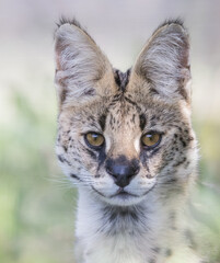 Obraz premium Serval Portrait 