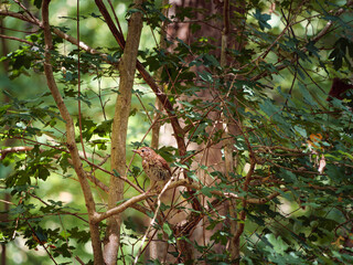 Forest Bird in the tree