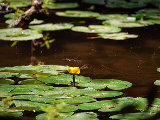 white water lily