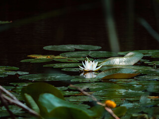  in the pond